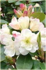 Rododendron wielkokwiatowy Creamy Chiffon Rhododendron Creamy Chiffon